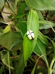 Leptinotarsa crucigera