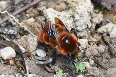 Bombus rubicundus