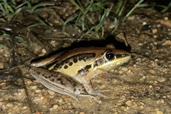 Litoria nasuta