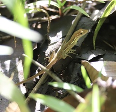 Anolis auratus