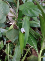 Leptinotarsa crucigera