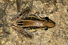 Litoria nasuta