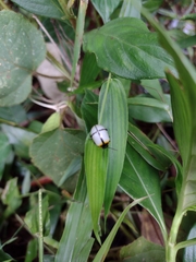 Leptinotarsa crucigera