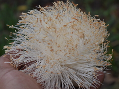 Pseudobombax septenatum