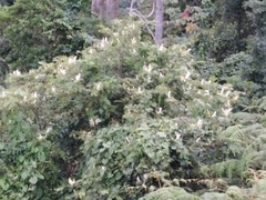 Bauhinia forficata