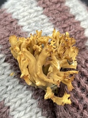 Clavulinopsis corniculata