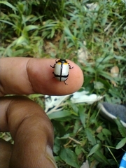 Leptinotarsa crucigera