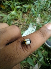 Leptinotarsa crucigera