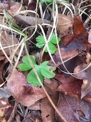 Aquilegia canadensis