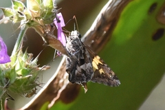Chioides