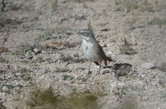 Artemisiospiza nevadensis