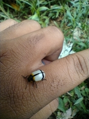 Leptinotarsa crucigera