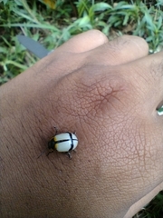 Leptinotarsa crucigera