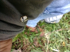 Leptinotarsa crucigera