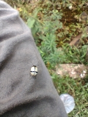 Leptinotarsa crucigera