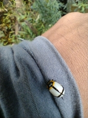 Leptinotarsa crucigera