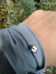 Leptinotarsa crucigera