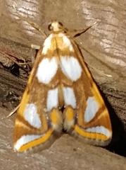 Argyractoides lucianalis