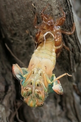 Amphipsalta zelandica