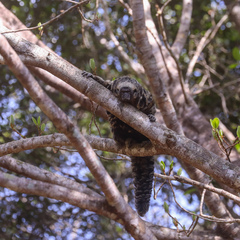 Pithecia mittermeieri