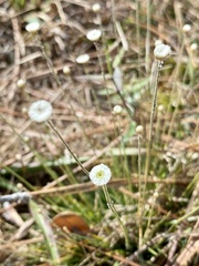 Syngonanthus flavidulus