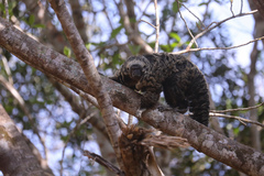 Pithecia mittermeieri