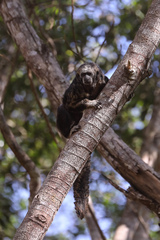 Pithecia mittermeieri