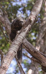 Pithecia mittermeieri