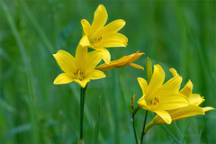 Hemerocallis minor