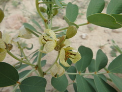 Senna italica