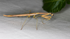 Archimantis latistyla