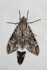 Psilogramma casuarinae