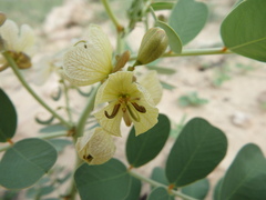 Senna italica