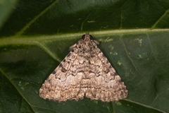 Diatenes aglossoides