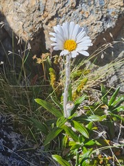 Celmisia spectabilis