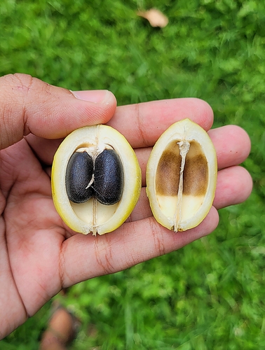 Barbados Nut