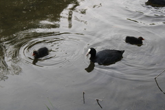 Fulica atra
