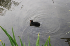 Fulica atra