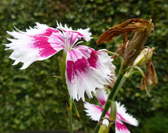 Dianthus plumarius