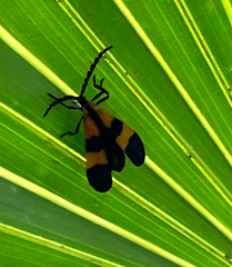 Calopteron discrepans