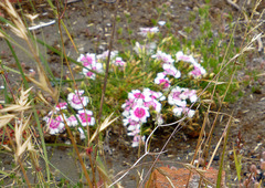 Dianthus plumarius