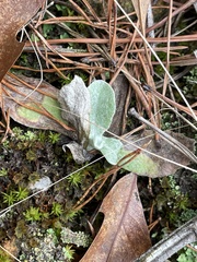 Antennaria plantaginifolia