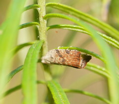 Epitymbia isoscelana