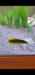 Rypticus maculatus