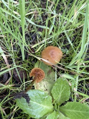 Galerina badipes