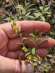 Crocanthemum corymbosum