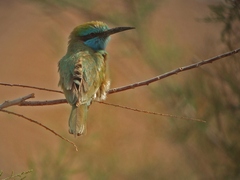 Merops cyanophrys