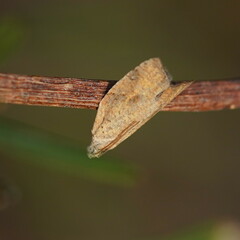 Clepsis divulsana