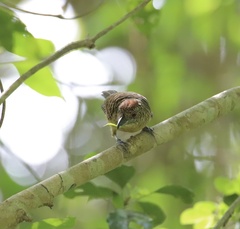 Cymbilaimus lineatus