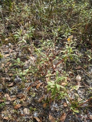 Crocanthemum corymbosum